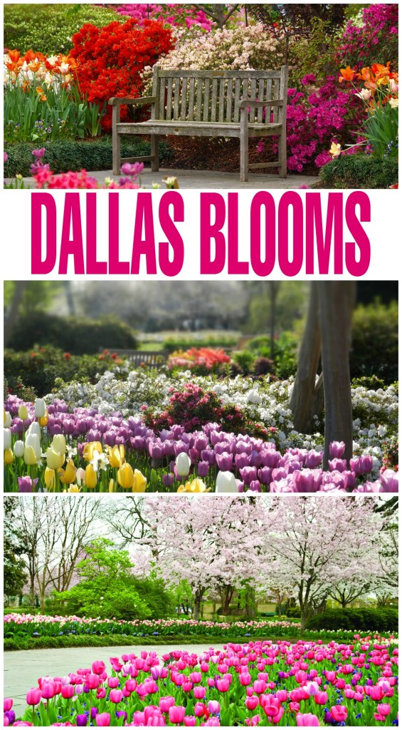 Free Admission and Parking, Just in Time for Dallas Blooms!